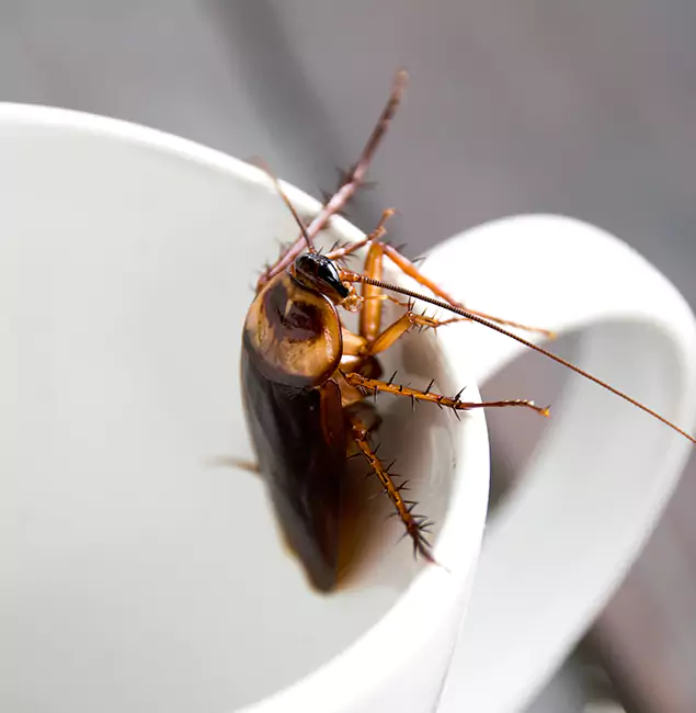 Why Lehigh Acres, FL Residents Trust Lehigh Acres Pest Control Pro for Cockroach Fumigation?