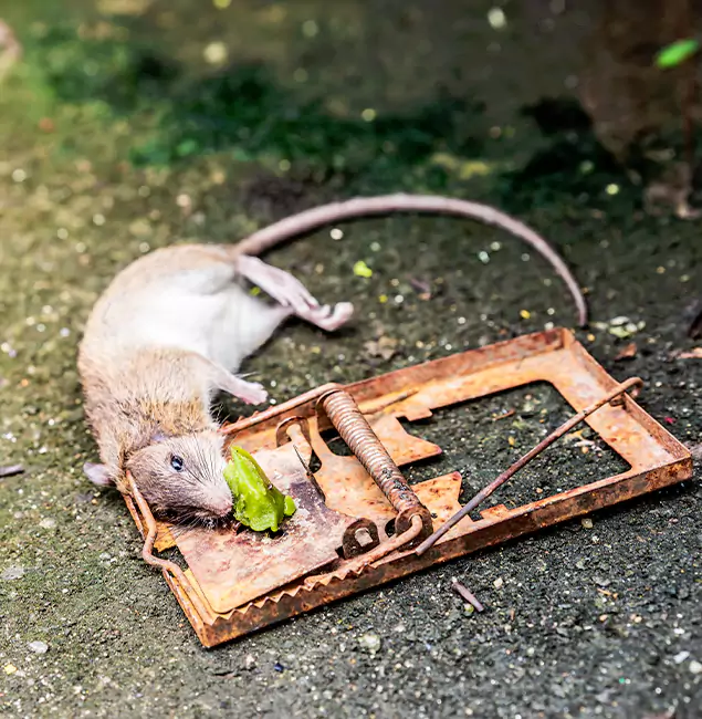 Why Lehigh Acres, FL Homeowners Trust Lehigh Acres Pest Control Pro for Rodent Removal?