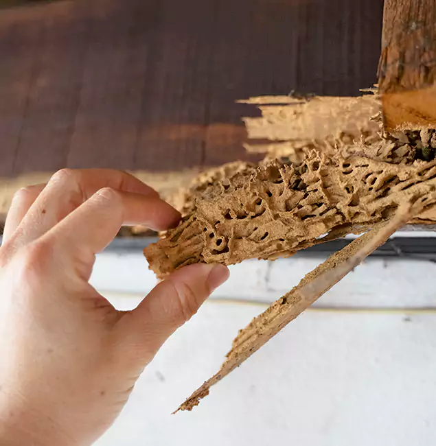 Why Choose Lehigh Acres Pest Control Pro in Lehigh Acres, FL?