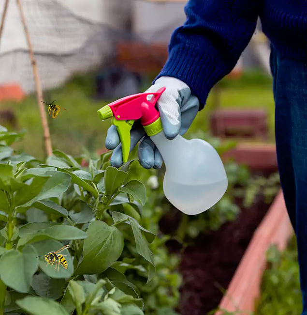 Why Lehigh Acres Homeowners Choose Lehigh Acres Pest Control Pro for Honey Bee Removal?