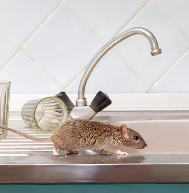 Why Lehigh Acres, FL Trusts Lehigh Acres Pest Control Pro for Humane Rodent Control?