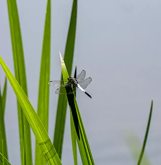 Why Lehigh Acres Families Trust Lehigh Acres Pest Control Pro for Mosquito Prevention?