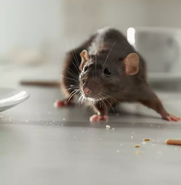 Why Lehigh Acres, FL Trusts Lehigh Acres Pest Control Pro for Rodent Prevention?