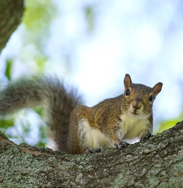 Why Lehigh Acres, FL Relies on Lehigh Acres Pest Control Pro for Squirrel Pest Control?