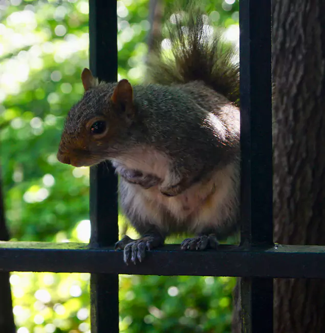 Why Lehigh Acres, FL Chooses Lehigh Acres Pest Control Pro for Squirrel Removal?