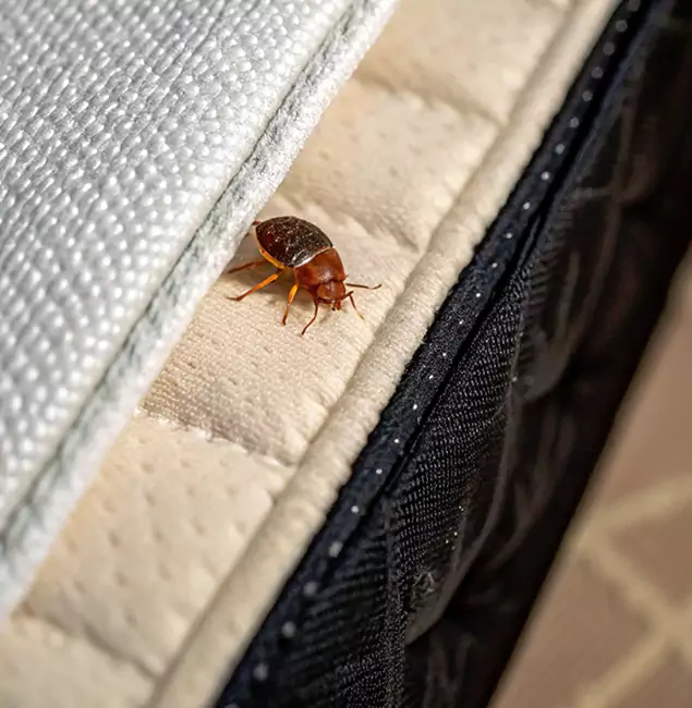 Why Lehigh Acres Homeowners Trust Lehigh Acres Pest Control Pro for Tick Treatment?