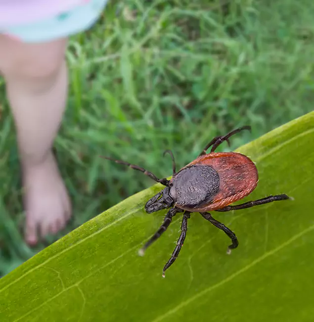 Why Lehigh Acres Homeowners Choose Lehigh Acres Pest Control Pro for Tick Extermination?