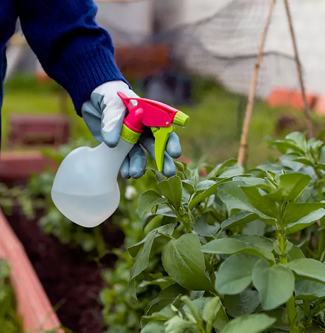 Why Lehigh Acres Relies on Lehigh Acres Pest Control Pro for Wasp Control Services?