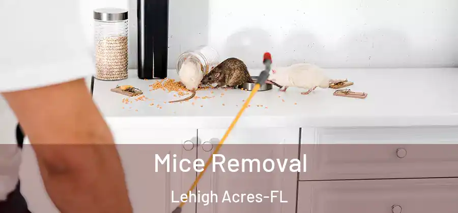 Mice Removal Lehigh Acres-FL