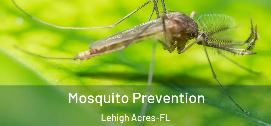 Mosquito Prevention Lehigh Acres-FL