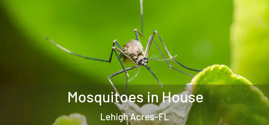 Mosquitoes in House Lehigh Acres-FL