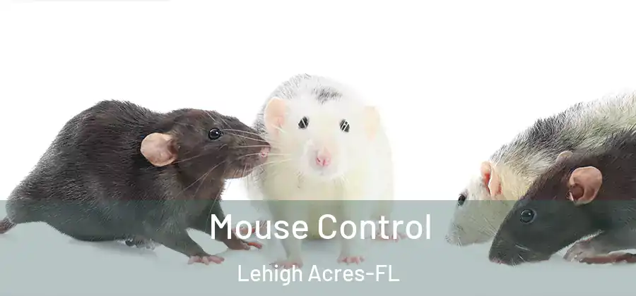 Mouse Control Lehigh Acres-FL