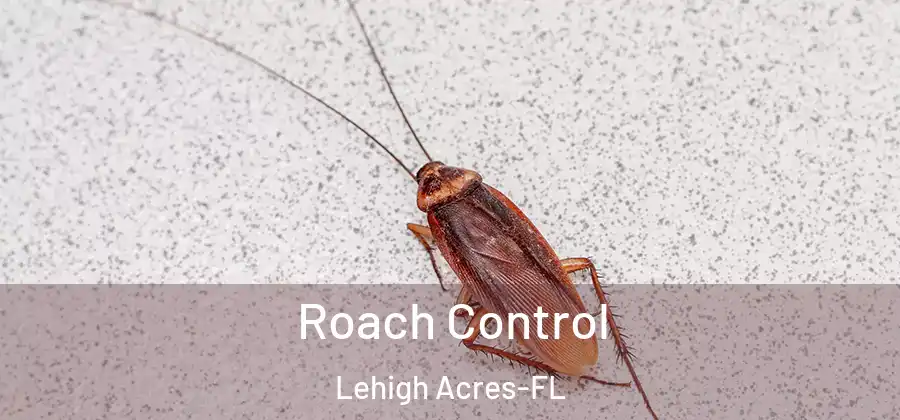  Roach Control Lehigh Acres-FL