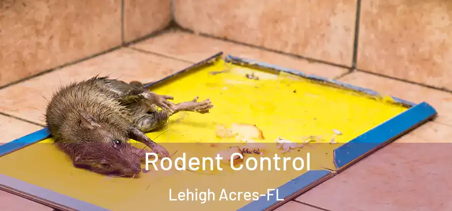 Rodent Control Lehigh Acres-FL