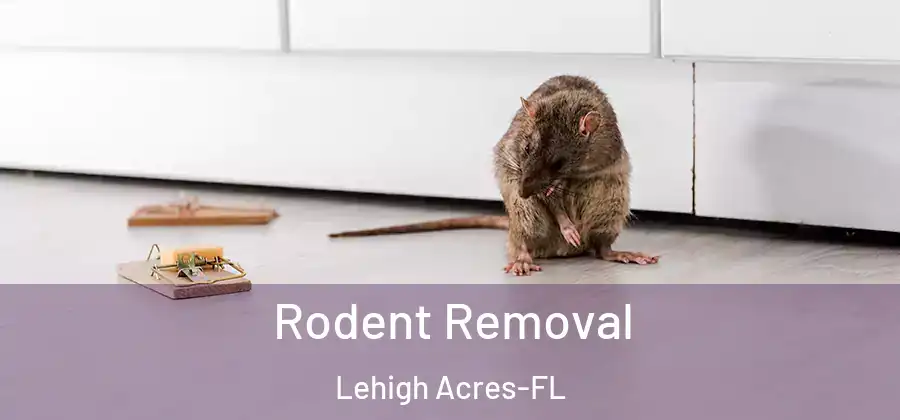 Rodent Removal Lehigh Acres-FL