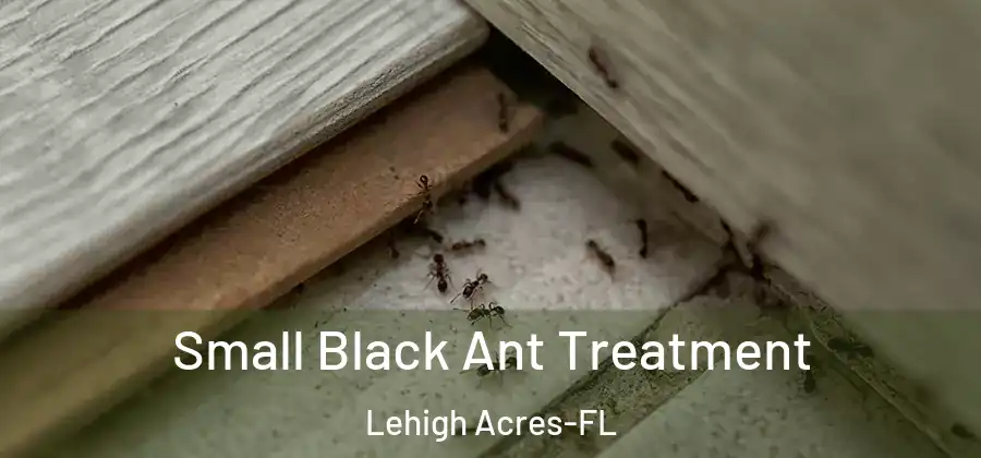  Small Black Ant Treatment Lehigh Acres-FL