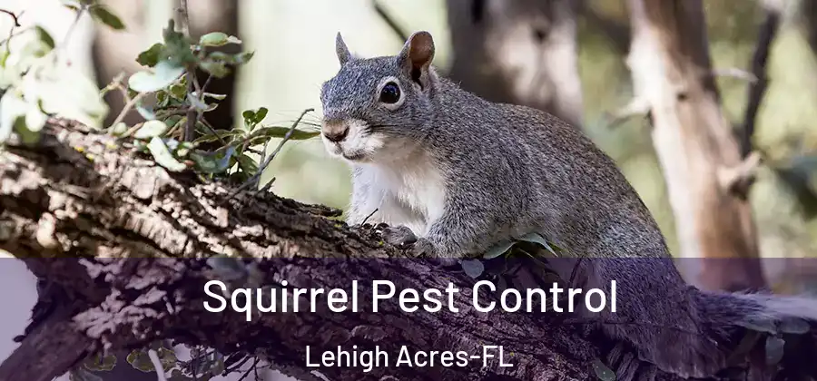  Squirrel Pest Control Lehigh Acres-FL