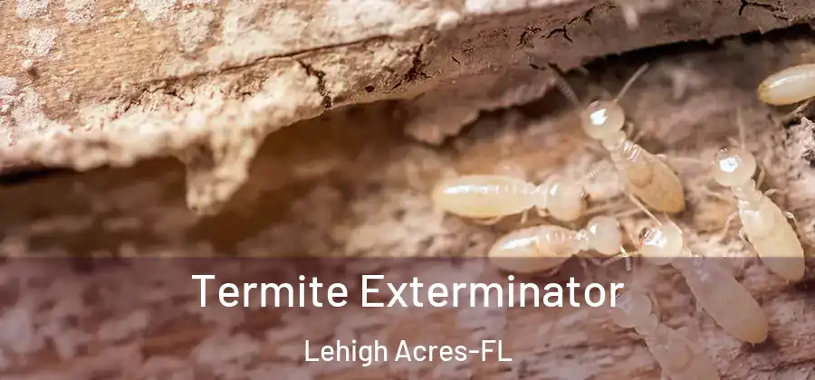 Termite Exterminator Lehigh Acres-FL